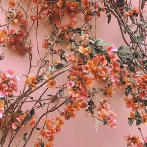 色情综艺被c到爽哭H在线观看孟子义
